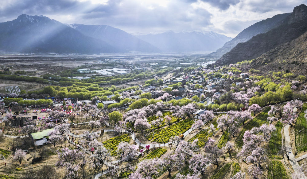 嘎拉村桃花（無人機(jī)照片）。嘎拉村緊鄰川藏公路，被稱為西藏“桃花第一村”。圖片來源 新華社